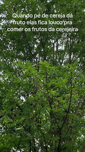 Os vídeos de Poliana (@pollilms) com som original - Poliana