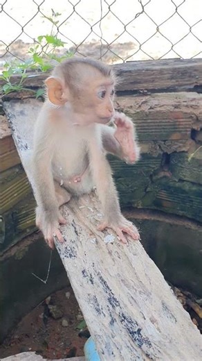 Baby monkey #monkey #animal #cute