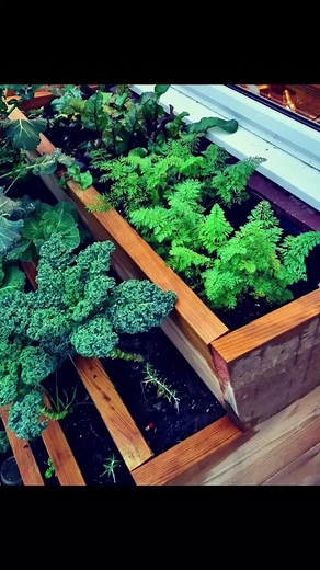 Not a bad harvest for winter/December. I was expecting worse considering I planted the seeds past the sowing season. Looking forward to tweaks in the vertical farm system next year.Our carrots and beetroot. Test complete.#homegrown #Carrots #beetroot #beets #rootvegetables #harvest #december #winter #VerticalFarm #prototype #testing #sustainability #farming #urbanhomesteading #urbanfarms #urbangrowers #trust #trustyourself