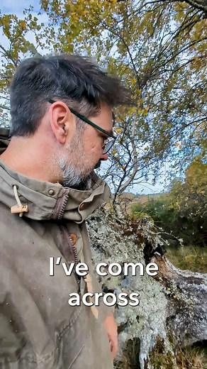 Look closer – nature is full of surprises On Bunloit Estate, Head Ranger Daniel recently came across chaga fungi growing on a fallen, still-living, birch tree. It may look like charcoal, but this blackened mass is a form of mycelium and is part of a complex organism living within the tree. Daniel explains how it grows, how it parasitises its host, and why discoveries like this remind us of the intricate relationships that shape healthy ecosystems. #fungi #trees #autumn #biodiversity #rewilding |