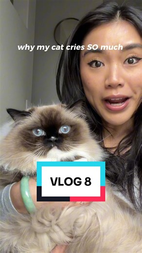 Replying to @ellanor i went on a tangent but what i was going to say is that he cries because he wants to play fetch LOL day 8 of my vlogs 🕺🏻 today is dedicated to my bb boy, Howl 🖤 #ragdoll #catvideo #sealmittedragdoll