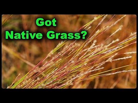 Native Grasses Are The PERFECT Addition To Thriving Pollinator Gardens