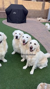 3K views · 5.5K reactions | Hope they know how much I love them. ❤️ Left to right: Tazio, Mario, Cooper, Enzo, Porsche. | Carefree Goldens | Facebook
