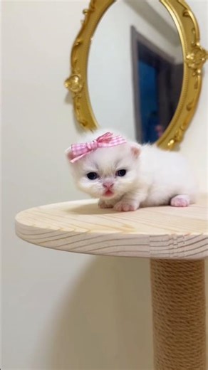 Cutest White Kitten with a Pink Bow 🐾 #cutecat #cuteanimal #cat #kitten #babycat