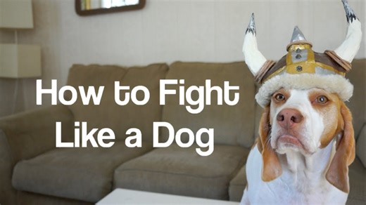 Two dogs demonstrate their surprisingly polite play fighting