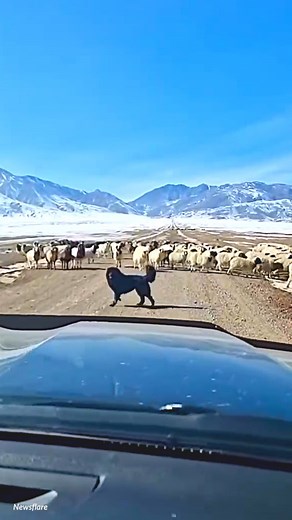 342K views · 414 reactions | Sweet border collie stops a car and gently guides sheep to the side of the road! So sweet! 殺 Credit: Newsflare | StefaVal | Facebook