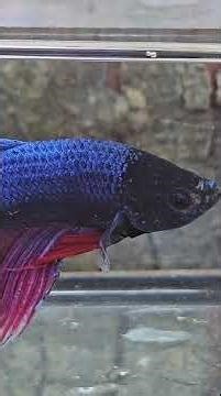 The Wild Bettas : Life of Wild Bettas #betta #bettafish #aquariumlife #aquaticlife #fishkeeping