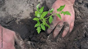 Planting. Man planting a plant in the ground Stock Video