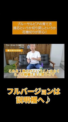 ブルーサルビアの育て方 摘芯というか、切り戻しというか、花穂切りが肝心！#Shorts