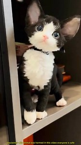 German Rex cat that looks like a stuffed animal #animal #cat #pet #cute #knowledge | Earth Wonders