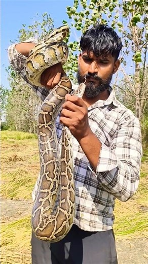 indan rock python का हमला कितना खतरनाक है देखो 😱