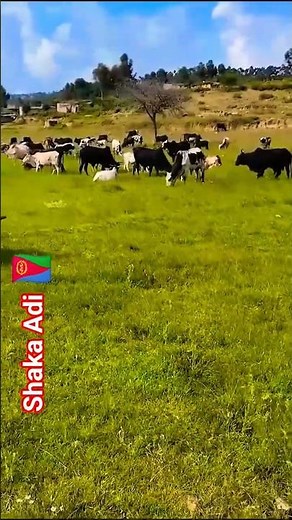 Summer in Eritrean villages # Old EPLF song by Maekele Fisehaye )