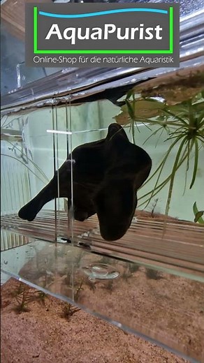 🤔 What's that for?! 🧺🐟 #Spawning box for #Betta simplex males #Shorts #Aquaristics #Aquarium