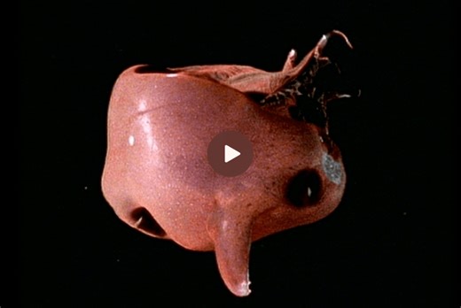 What the deep-sea robots saw when they went to the darkest depths of our oceans | Discover Wildlife