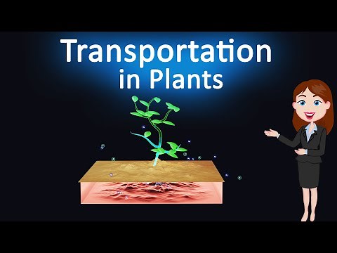 Transportation in Plants || Life Process || 10th class Science || 3D animated explanation