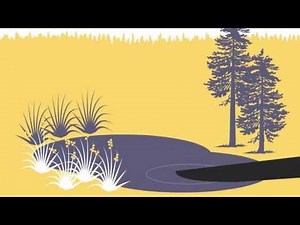 Forest Fact Break: Ecosystems