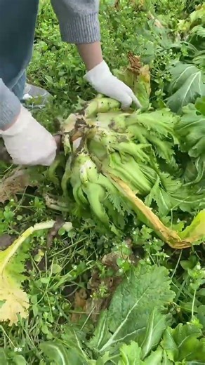 Farmer Uses Sharp Blade To Harvest Fresh Green Vegetable