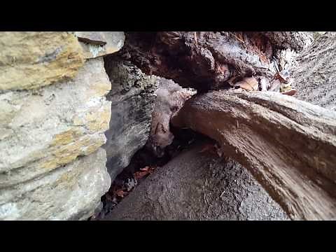 Bobcat sounds of anger!!