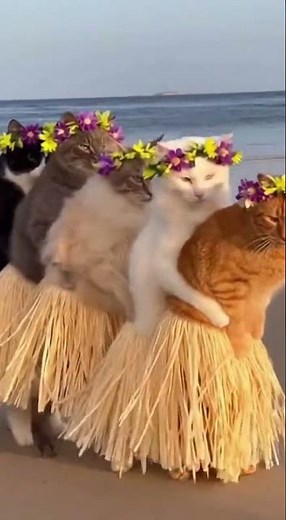 Cats Are Dancing the Lambada! 😺🔥 #CatDance #Lambada #DancingCats #FunnyCats #Viral