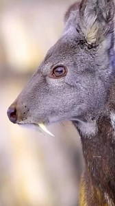 The vampire deer is a nickname for several species of deer that have long, fang-like canine teeth, giving them a striking, almost mythical appearance. These deer are not actually bloodsuckers; their "fangs" are used for display and combat rather than feeding. #vampiredeer #deer #deerspecies #deerstalking #wildlife #animals #wildanimals #viralpage #wildlifeplanet #facts #viralreels #hindifacts #trendingreels #animallover #knowanytime | Know Anytime