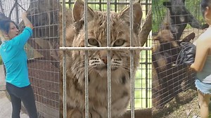 Shalom Wildlife Zoo: New video of banned woman petting animals