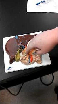 Liver, Gall Bladder, Pancreas, Duodenum Model