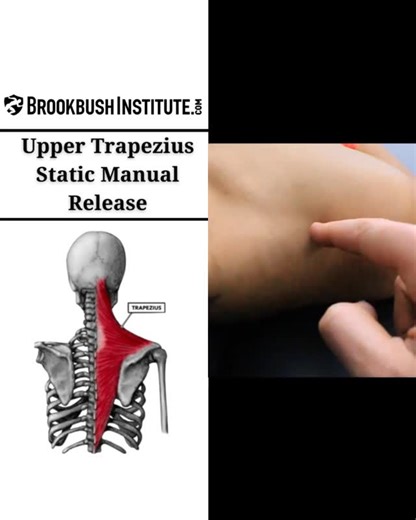 Brent Brookbush, CEO and Founder on Instagram: "🔴Upper Trapezius Manual Static Release⁠ ⁠ Video clip from the online course "Scapula Muscles: Release and Lengthening":⁠ ⁠ The course counts for 1 credit towards the Brookbush Institute certifications and is pre-approved continuing education.⁠"