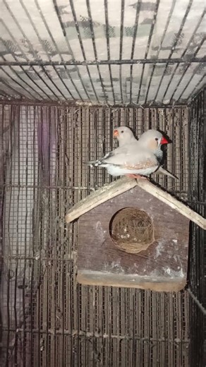 Common Finch breeder pair ready to breed