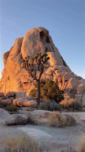 Joshua Tree National Park, California, USA.