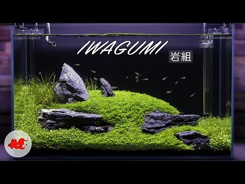 Iwagumi aquascaping 60l