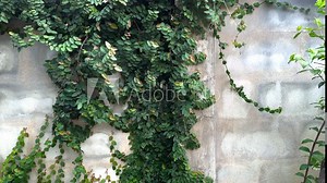 Climbing Fig, Creeping Rubber Plant, Tropical Ivy, Ficus Pumila On The Wall With Space In The Garden At Mukdahan, Thailand. 08 Nov 2024. AM