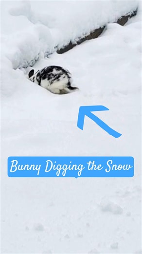 BUNNY discovering the SNOW with ALL her SENSES: Ears forward, Stomping, Sniffing, Hopping & Digging!