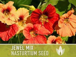 Nasturtium Jewel Mix Dwarf Heirloom Flower Seeds | 25 Seeds, Edible, Hanging Basket, Tropaeolum Majus - Etsy