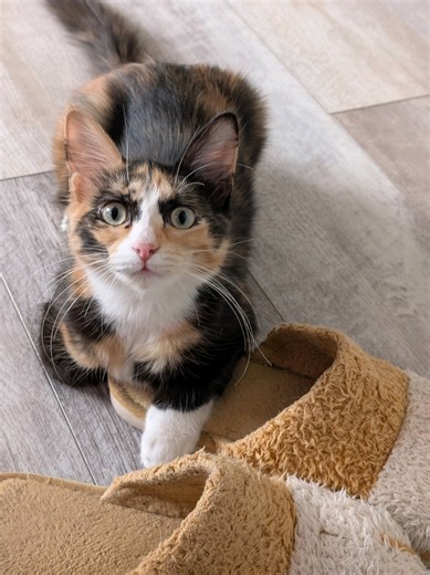 Two Humans and the Zoo on TikTok