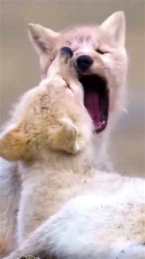 Wolves hunting down their prey. #shorts #wildlife