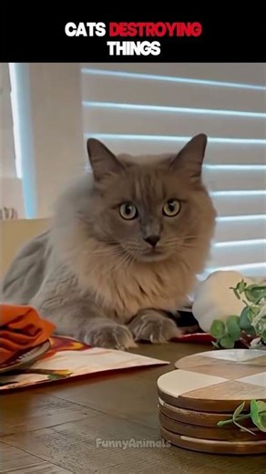 CATS DESTROYING THINGS 💥 | #cats 🐱