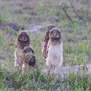 46K views · 715 reactions | burrowing owl with chick | Million Viewer | Facebook