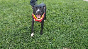 LAVENDER UPDATE: Lavender was rescued by the Kentucky Humane Society after our staff found her running in South Louisville. She has horrific wounds caused by an embedded collar. It appears that when she was younger, someone put a collar on her, and never adjusted it as she grew. She also had a tie-out wire wrapped around her neck, so we assume she had lived her life chained up outside. The collar acted like a vise, and she had more than one-inch infected wounds around the circumference of her ne