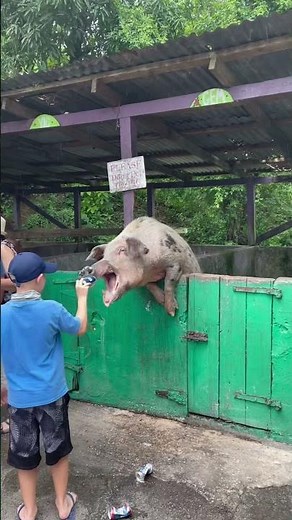 Beer Drinking Pigs in St Croix, USVI