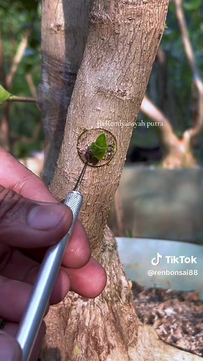 simple grafting #plants #garden #creativity #bonsai #grafting | bonsai