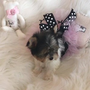 1.6K views · 123 reactions | NOW RESERVED "Little Angel" Teacup parti Yorkie now Reserved Little Angel weighs 1.3 lbs and charting to be around 3.5 lbs. Text-Call-WhatsApp (248) 420-1245 or (248) 420-1246. Ask about our monthly payment programs. Take your puppy home then make monthly payments. | Woof Woof Puppies & Boutique | Facebook