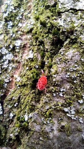 Forest Wildlife Moments | Red Velvet Mite Close-Up