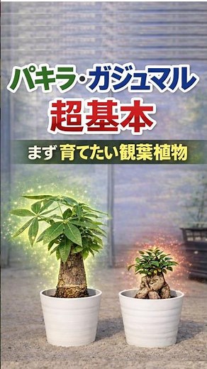 Pachira and Gajumaru: Super Basics 🔰 [Houseplants]