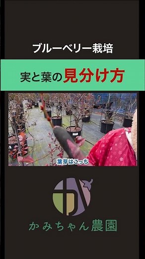 【一目でわかる】花芽と葉芽の見分け方｜プロのブルーベリー農家が家庭菜園で役立つ情報をお伝えします #shorts #家庭菜園 #花芽