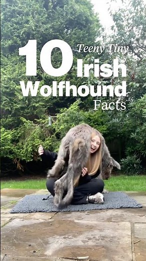 Irish Wolfhound Breed Guide #irishwolfhound #giantdog