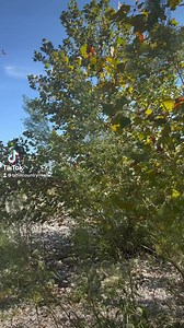 Butterfly season in the Hill Country 🦋 • • • #uvaldecountycleanrivers #uvaldecounty #hillcountryrivers #texashillcountry #traveltexas #hillcountry #floatthefrio #texasrivers #frioriver #sabinalriver #nuecesriver | Visit Uvalde County