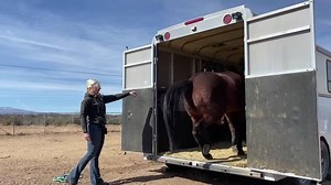 Trailer Training with Ryder using Positive Reinforcement (R ) / Clicker Training. 🐴♥️ | The Horse Center
