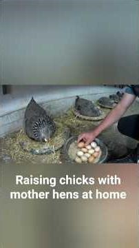 How to hatch chicks with mother hens at home