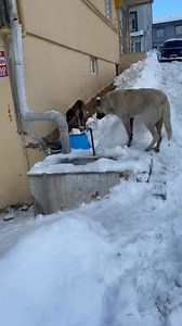 AK PİNAR MAHALLESİ MİMAR SİNAN SOK. B 2/2 KAT 1 NO.10 4 CÜ ETAP TOKAT SİNAN ÖZDEMİR NİKSAR 05453610160 #sokakhayvanları #sokakhayvanlarısahipsizdeğil #fipwarriors #fiphastasıkedilerölmesin #almanya almanyadakitürkler ezgimola gurbetciler sokakhayvanları sokakhayvanlarısahipsizdeğil sokakkedisi sokakköpekleri fipherkese herkes herkesburaya keşfet keşfet keşfetteyiz keşfet kesfetteyiz keşfetedüş keşfetedüşür | Sinan Özdemir