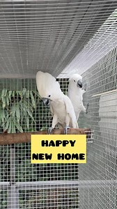 17K views · 448 reactions | Umbrella Cockatoo bonded pairs 2024-2025 breeders | Myko's Aviary | Facebook